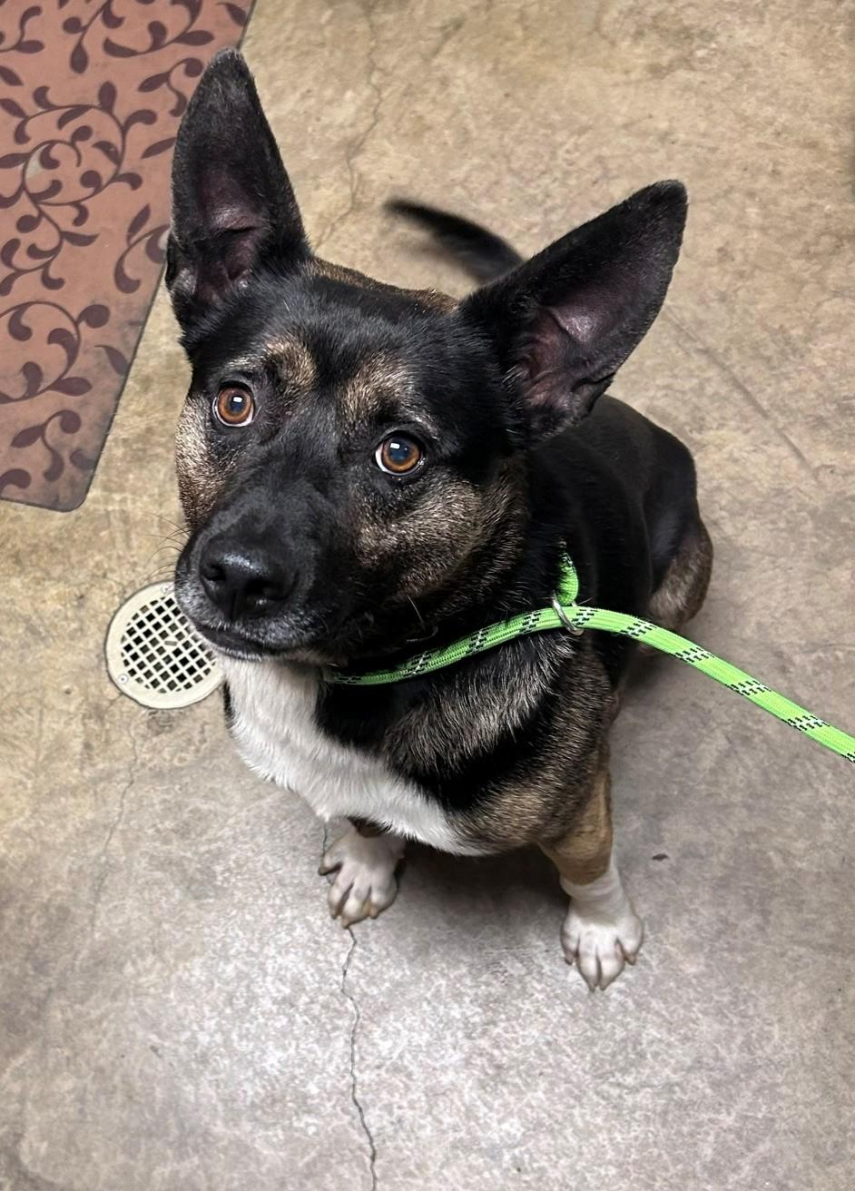 Champ, ADOPTABLE, Young Male Dutch Shepherd.