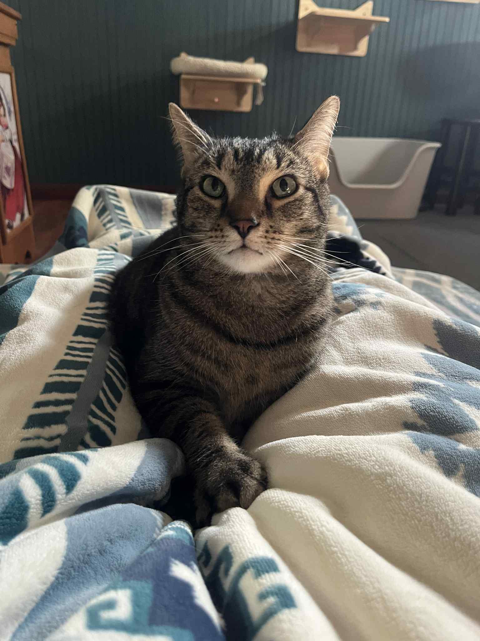 Michelangelo, Adoptable, Adult Male Tabby.