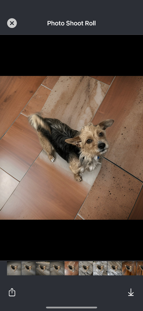 Scarlet, Adoptable, Adult Female Terrier & Yorkshire Terrier.