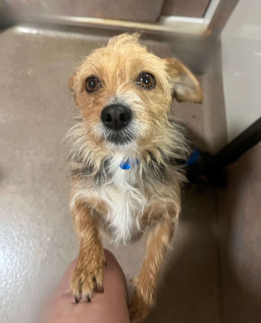 Enlarge Scarlet, a Adoptable mixed breed in Los Angeles, CA image 2/3