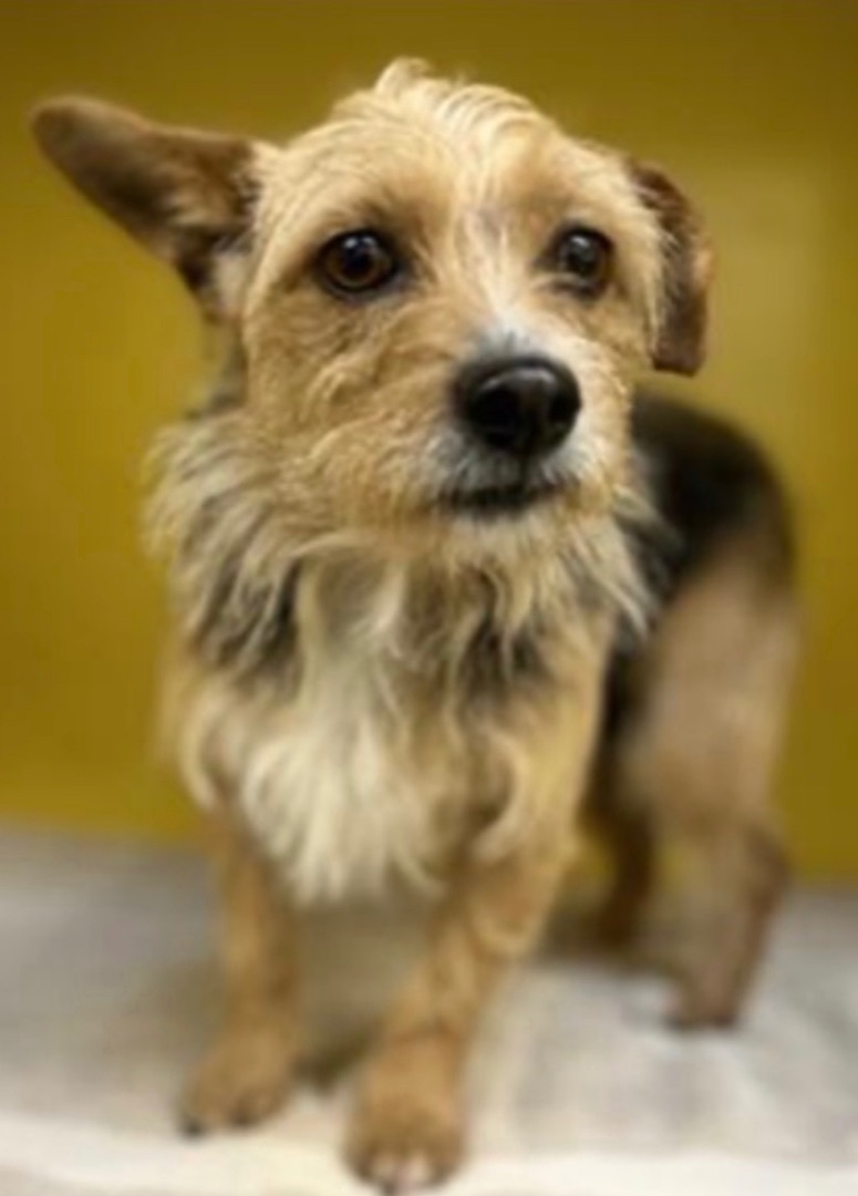 Enlarge Scarlet, a Adoptable mixed breed in Los Angeles, CA image 3/3