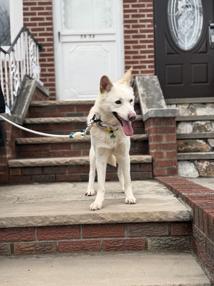 Jung da Jung, Adoptable, Adult Female Jindo.