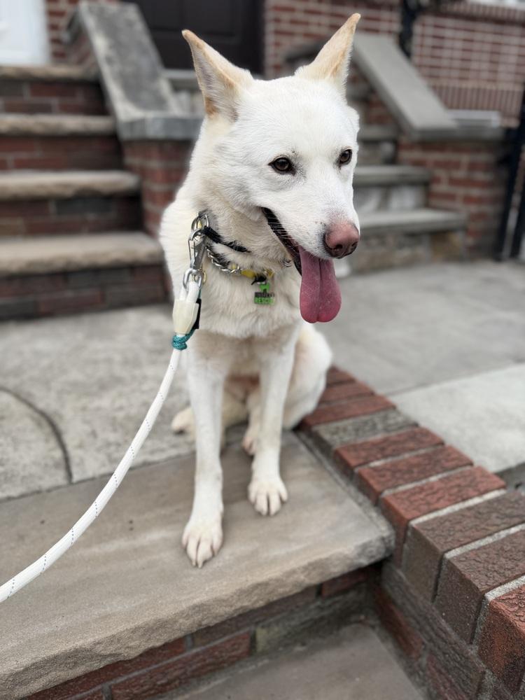 Enlarge Jung da Jung, a Adoptable Jindo in Long Island City, NY image 2/5