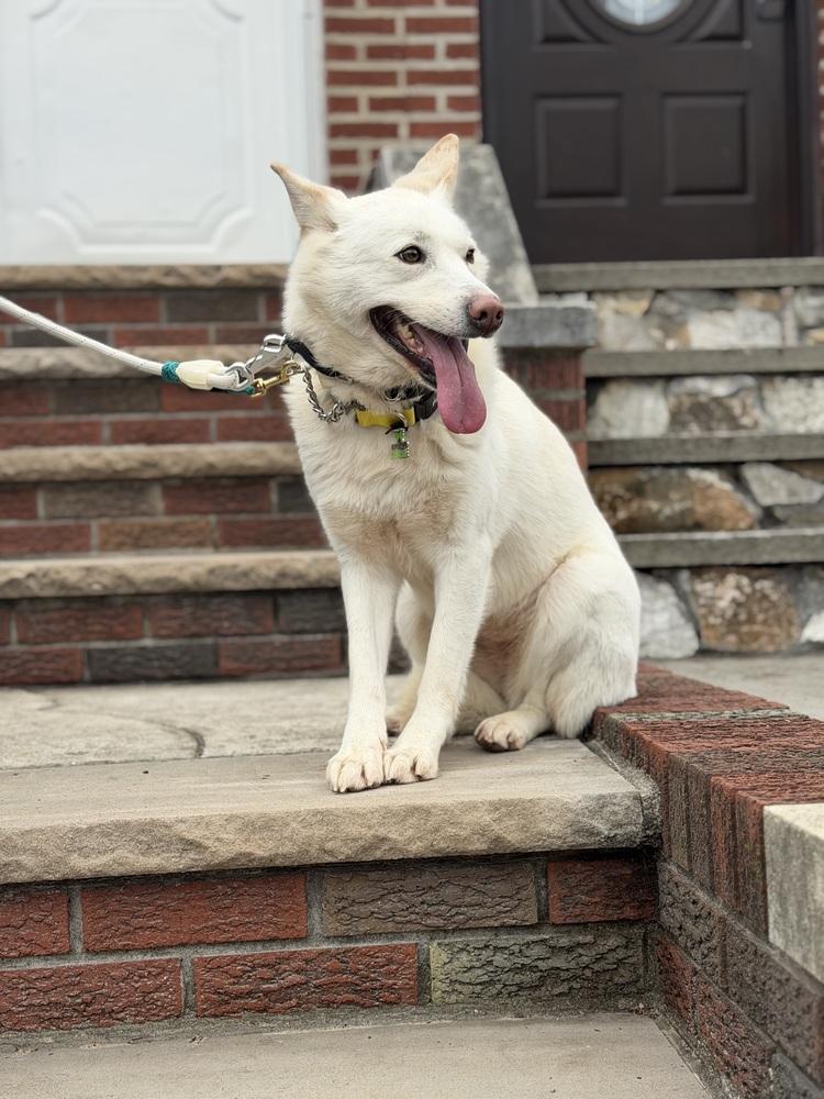 Enlarge Jung da Jung, a Adoptable Jindo in Long Island City, NY image 3/5