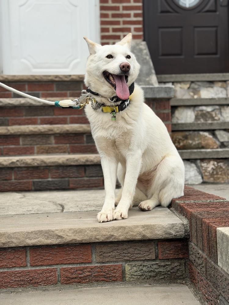 Enlarge Jung da Jung, a Adoptable Jindo in Long Island City, NY image 4/5