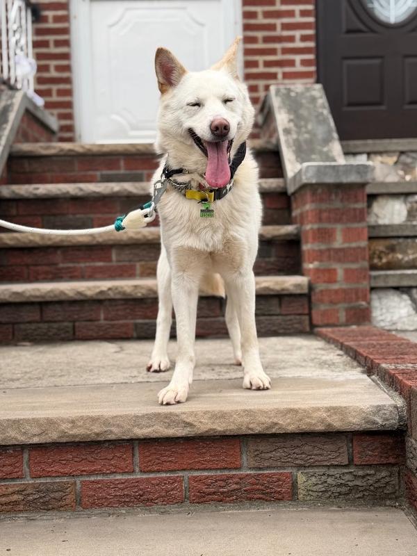 Enlarge Jung da Jung, a Adoptable Jindo in Long Island City, NY image 5/5