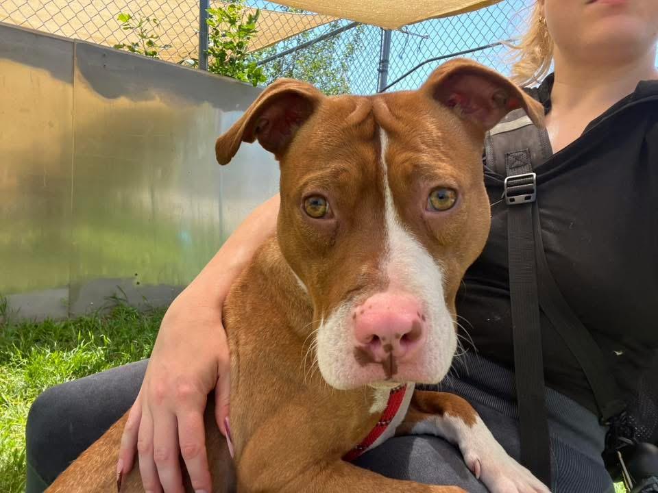 Enlarge Orange Blossom, an adopted Pit Bull Terrier in Chicago, IL image 3/5