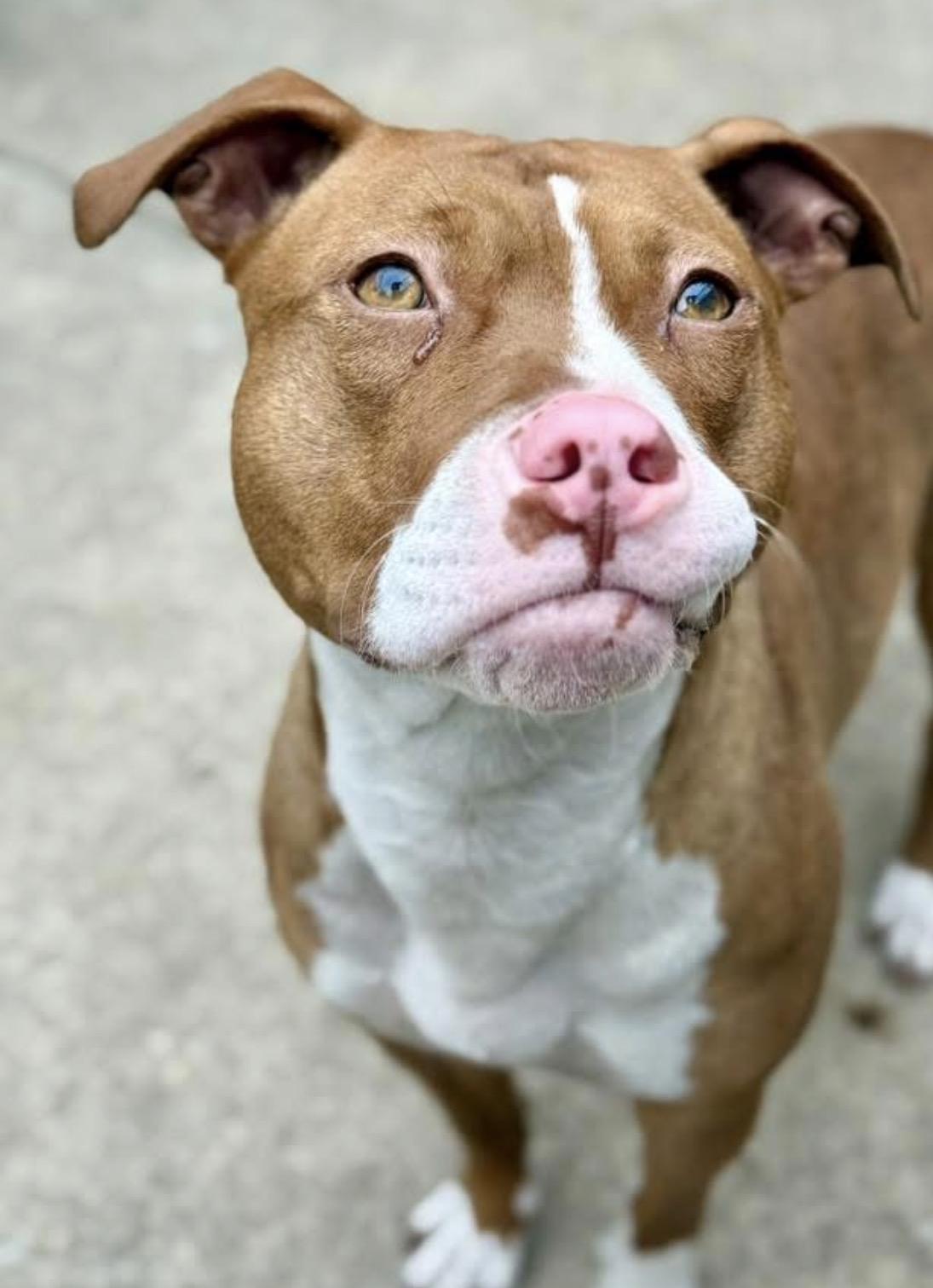 Enlarge Orange Blossom, an adopted Pit Bull Terrier in Chicago, IL image 4/5