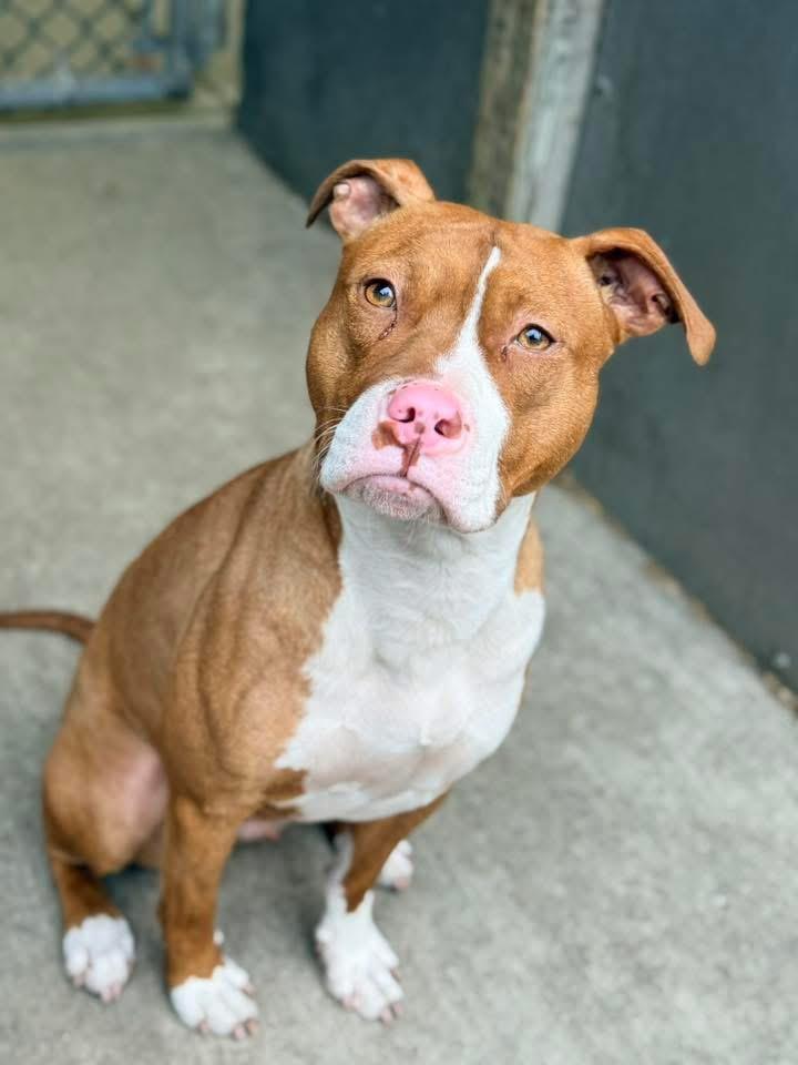 Enlarge Orange Blossom, an adopted Pit Bull Terrier in Chicago, IL image 2/5