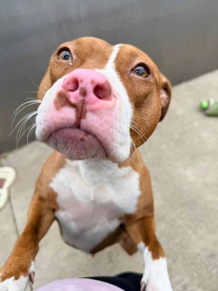 Orange Blossom, adopted, Adult Female Pit Bull Terrier.