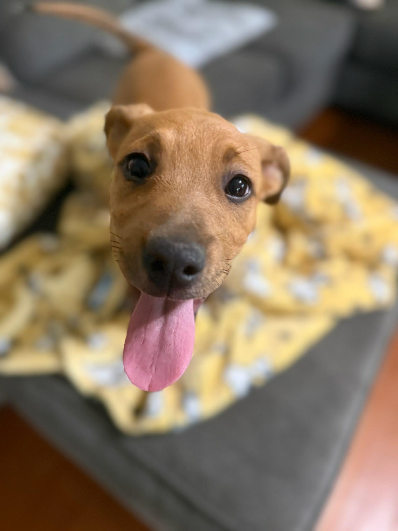 Enlarge Bob (HERE IN NH), a ADOPTABLE Mixed Breed in Northwood, NH image 1/1