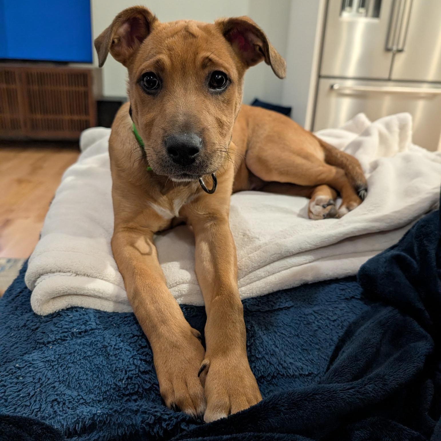 Bob (HERE IN NH) - Adoptable Pet | Petfinder | Petfinder