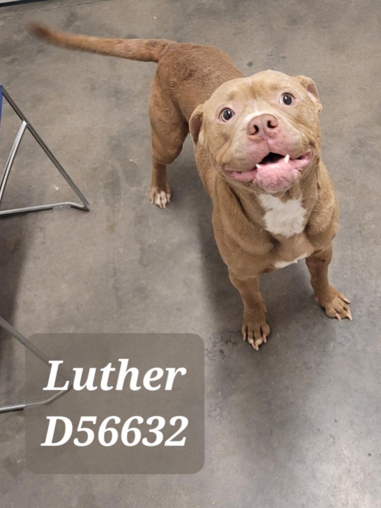 Enlarge Luther, a Adoptable Mixed Breed in Clarksville, TN image 1/2