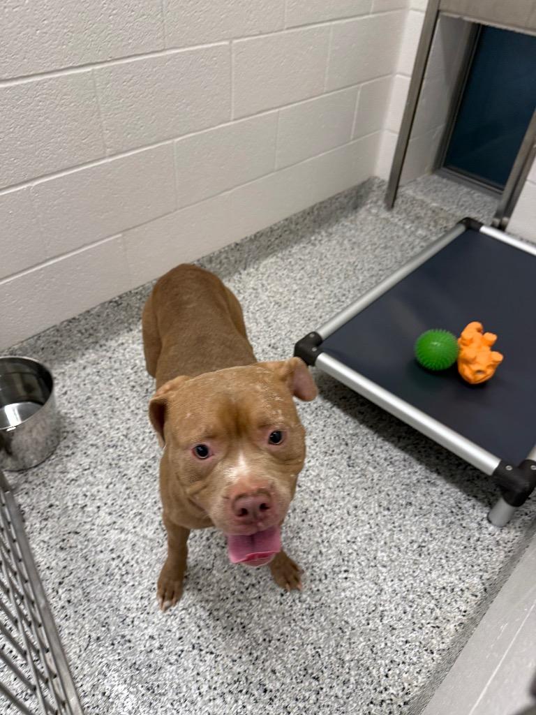 Enlarge Luther, a Adoptable Mixed Breed in Clarksville, TN image 2/2