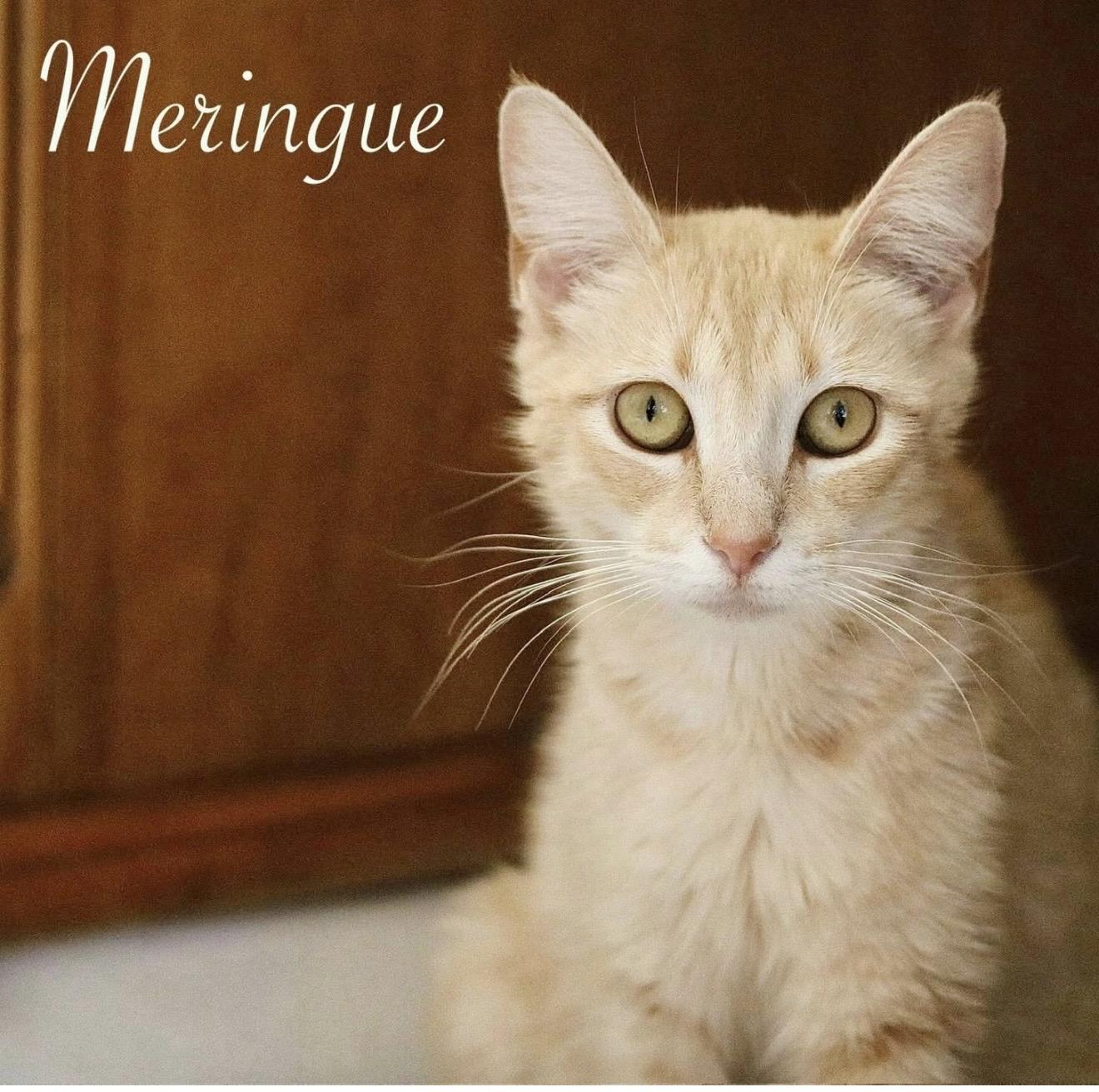 Meringue, ADOPTABLE, Adult Female Domestic Short Hair & Tabby.