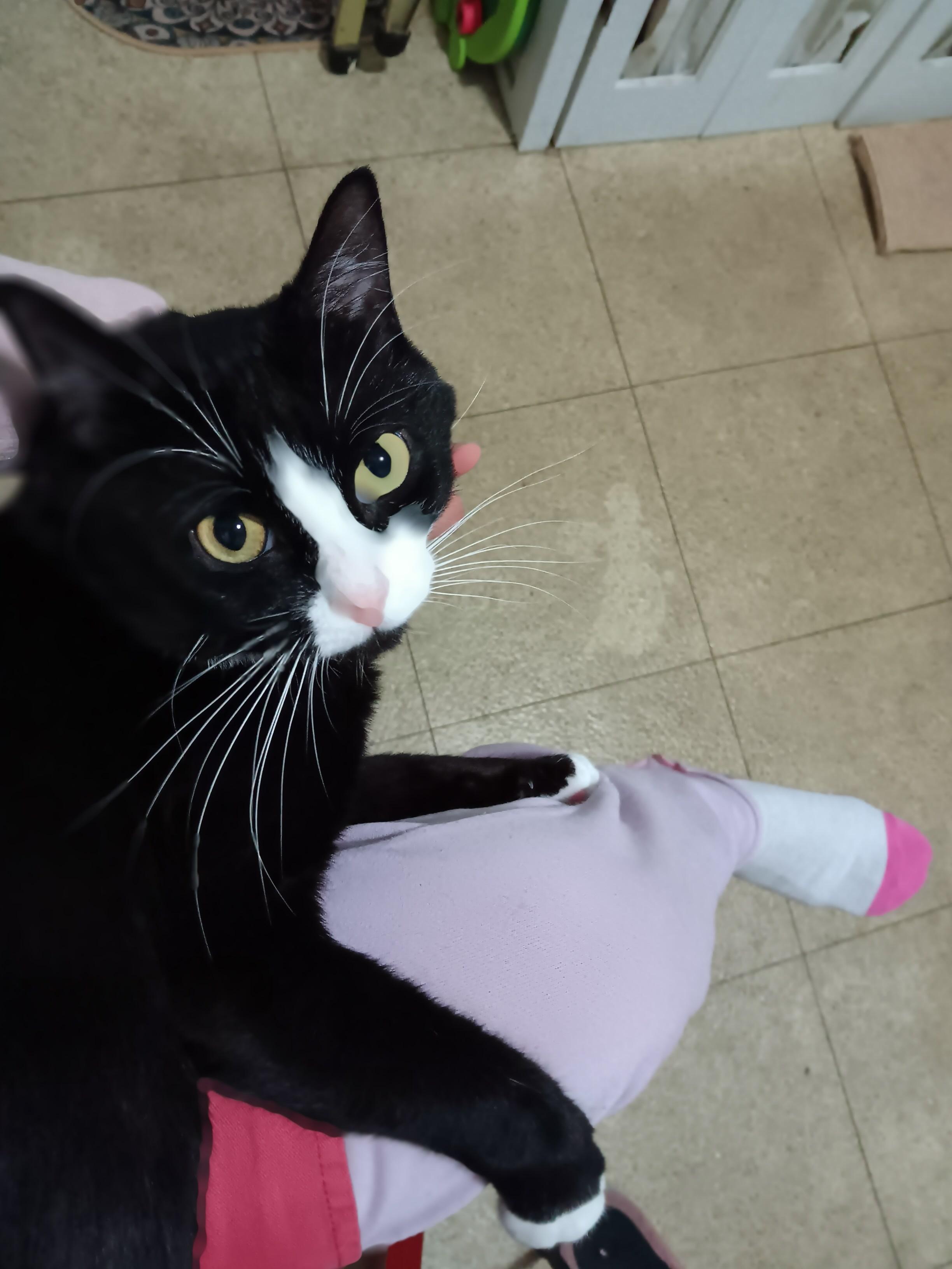 Enlarge Orion  *$14 adoption fee*, an adopted mixed breed in New York, NY image 5/6