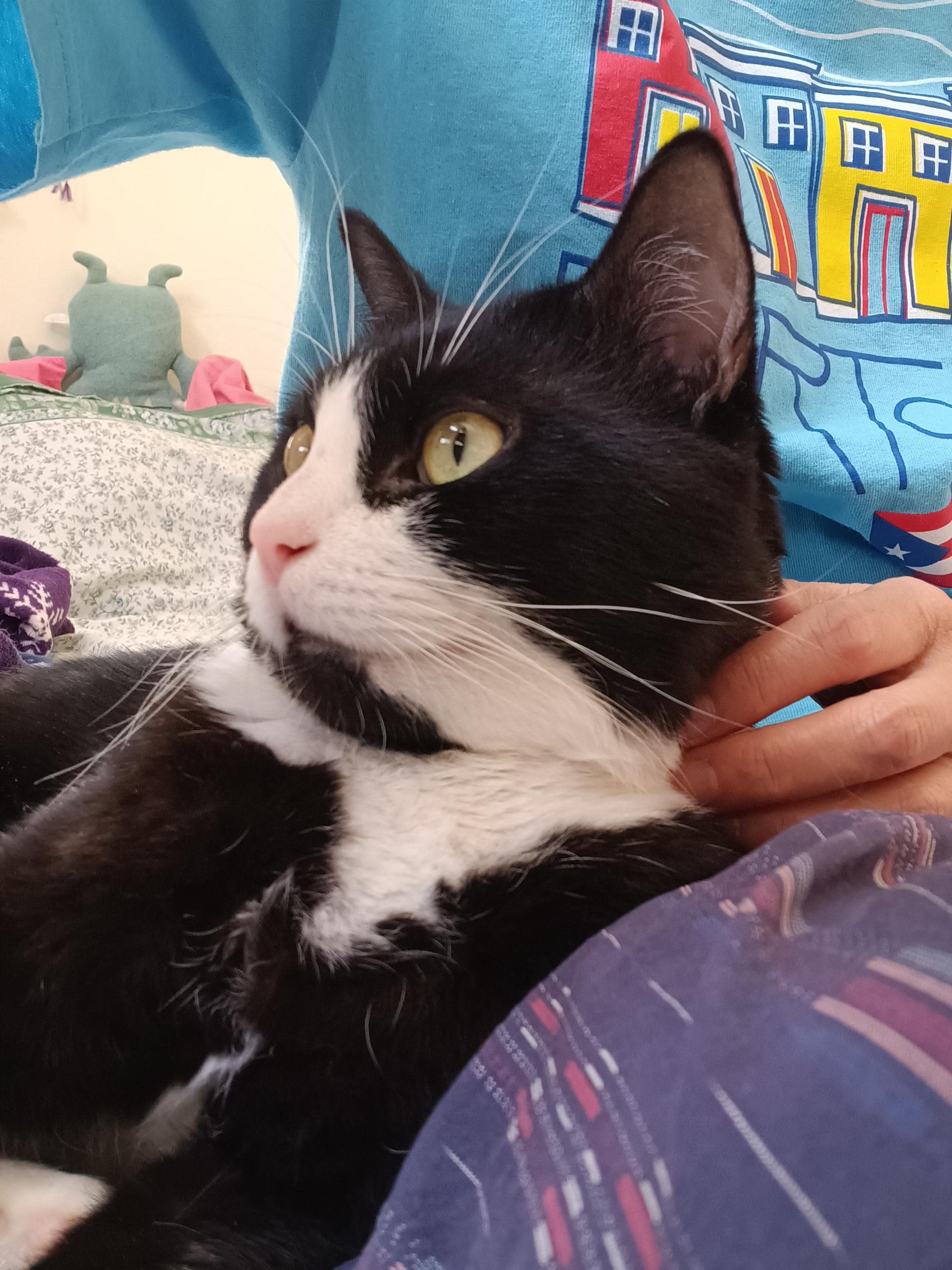 Orion *$100 adoption fee*, a Adoptable mixed breed in New York, NY image 2/6