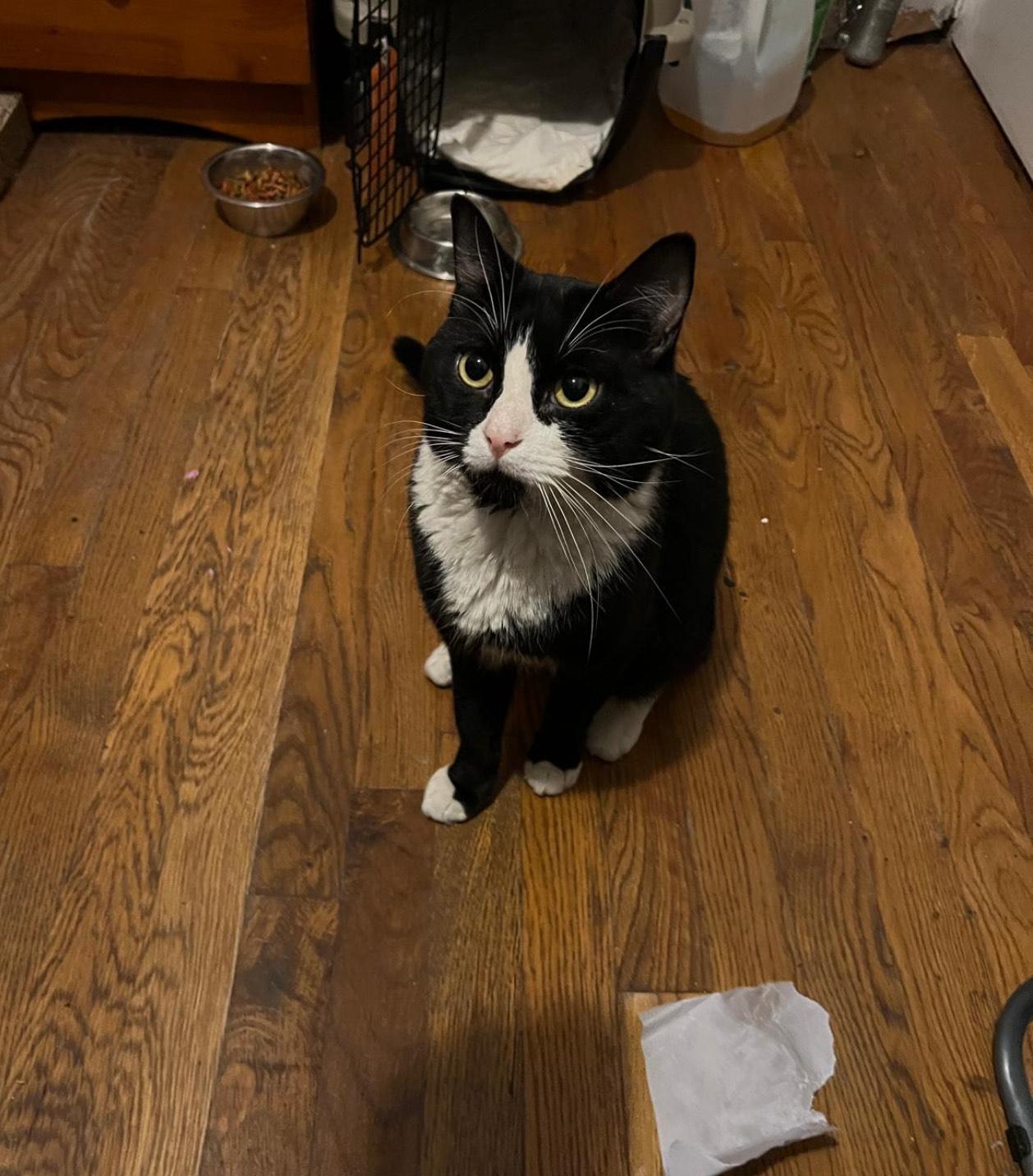 Orion *$100 adoption fee*, a Adoptable mixed breed in New York, NY image 4/6