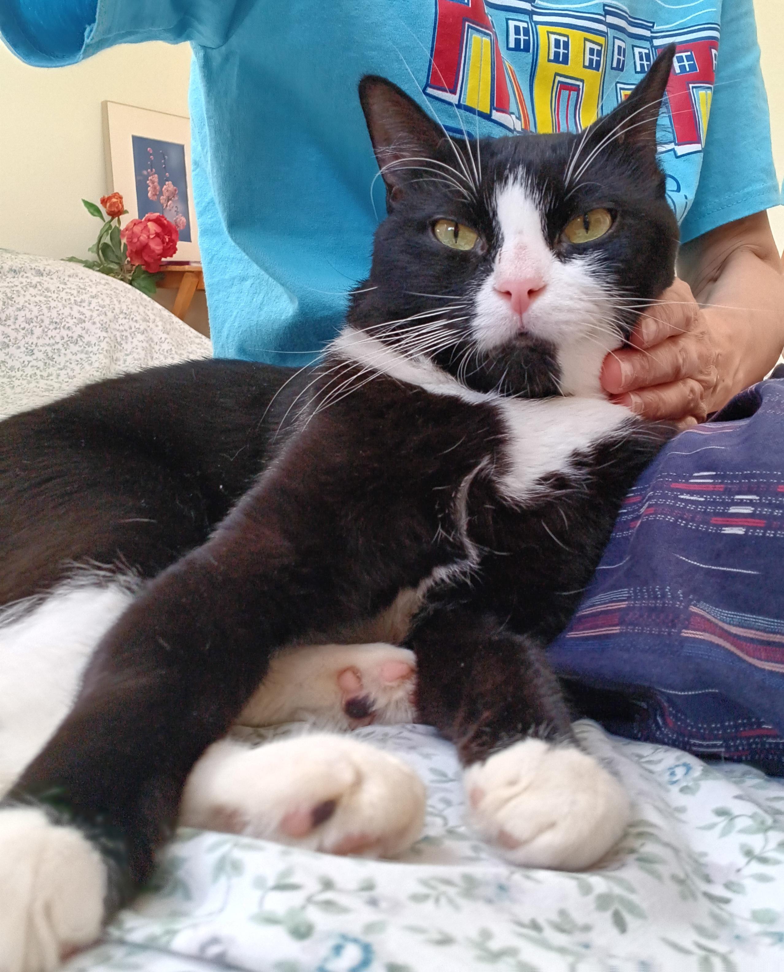 Orion *$100 adoption fee*, a Adoptable mixed breed in New York, NY image 3/6