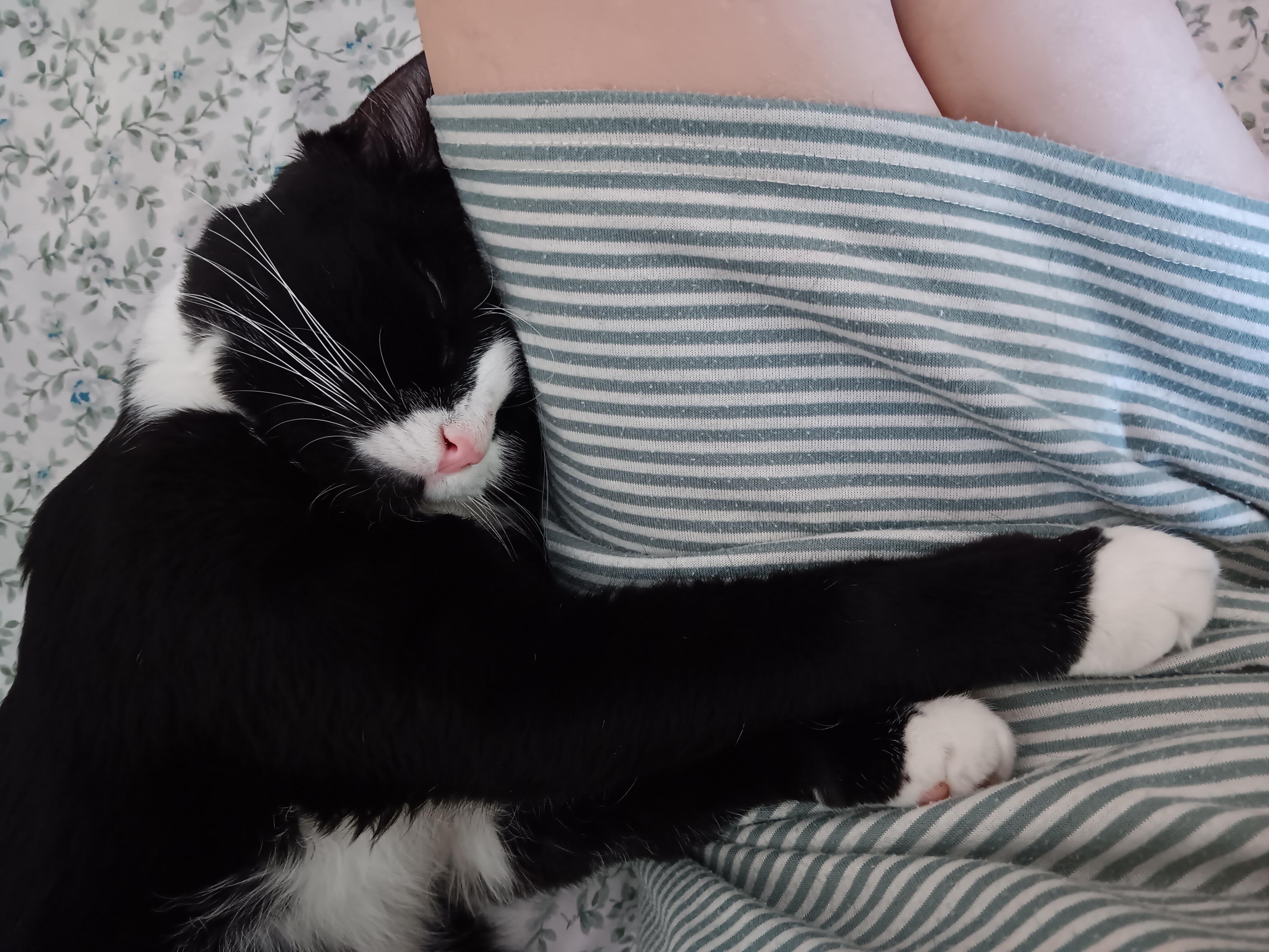 Orion *$100 adoption fee*, a Adoptable mixed breed in New York, NY image 6/6