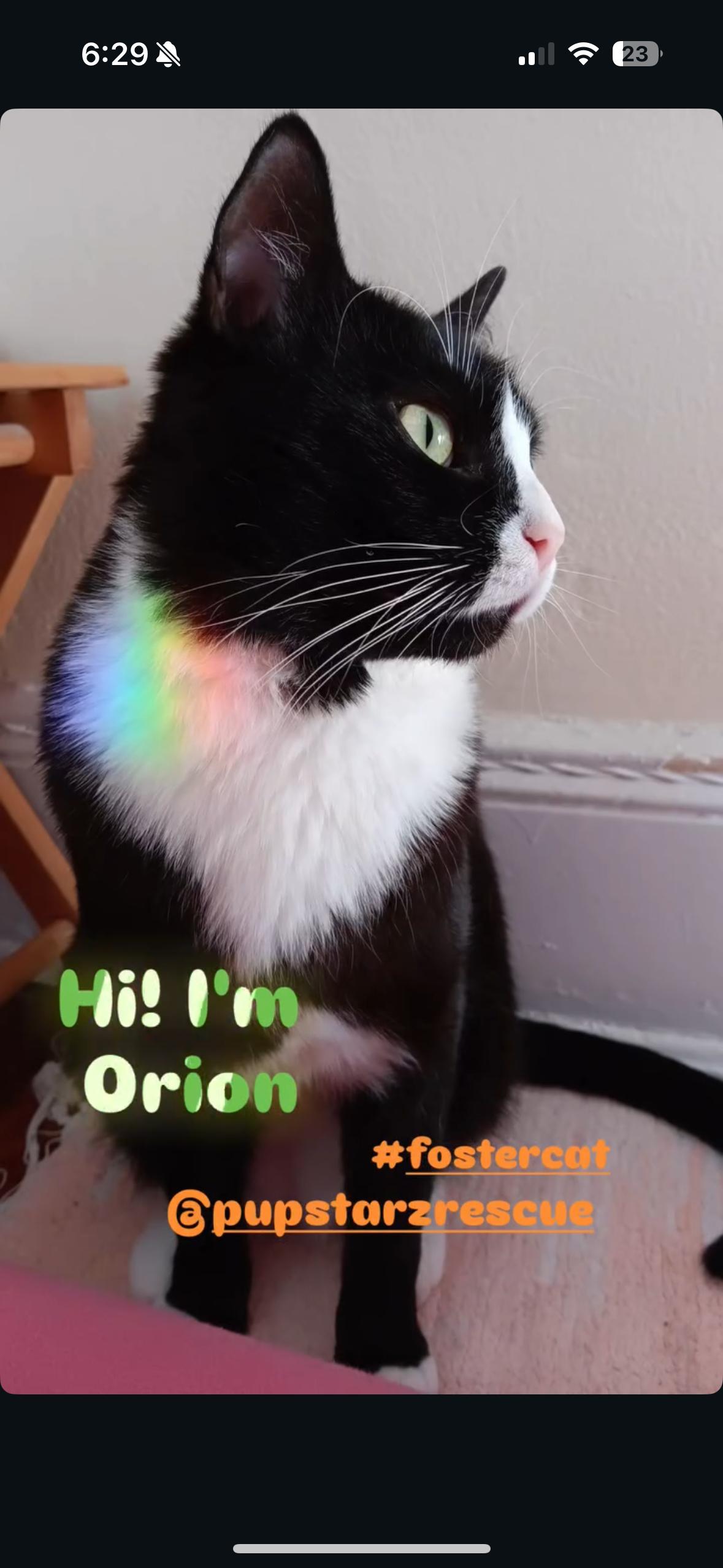 Orion  *$100 adoption fee*, Adoptable, Young Male Domestic Short Hair & Tuxedo.