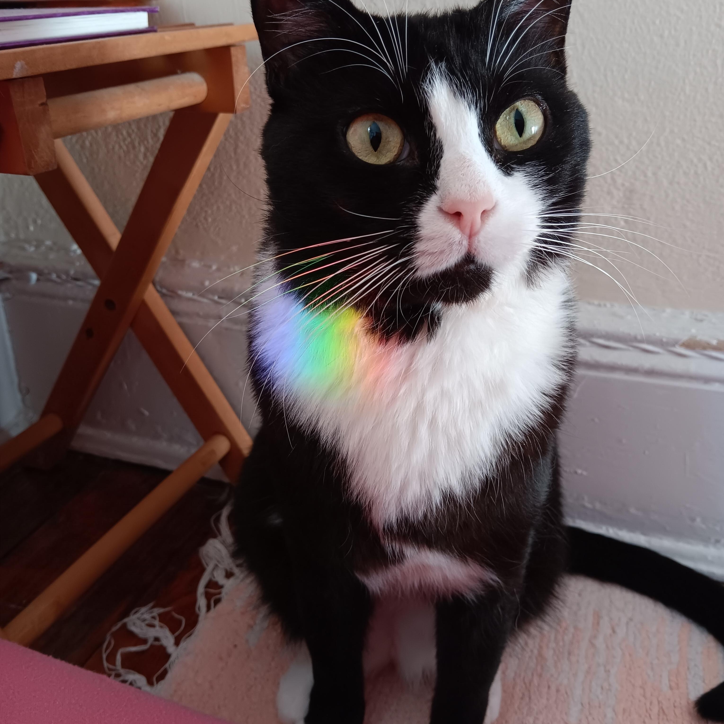 Enlarge Orion  *$14 adoption fee*, an adopted mixed breed in New York, NY image 1/6