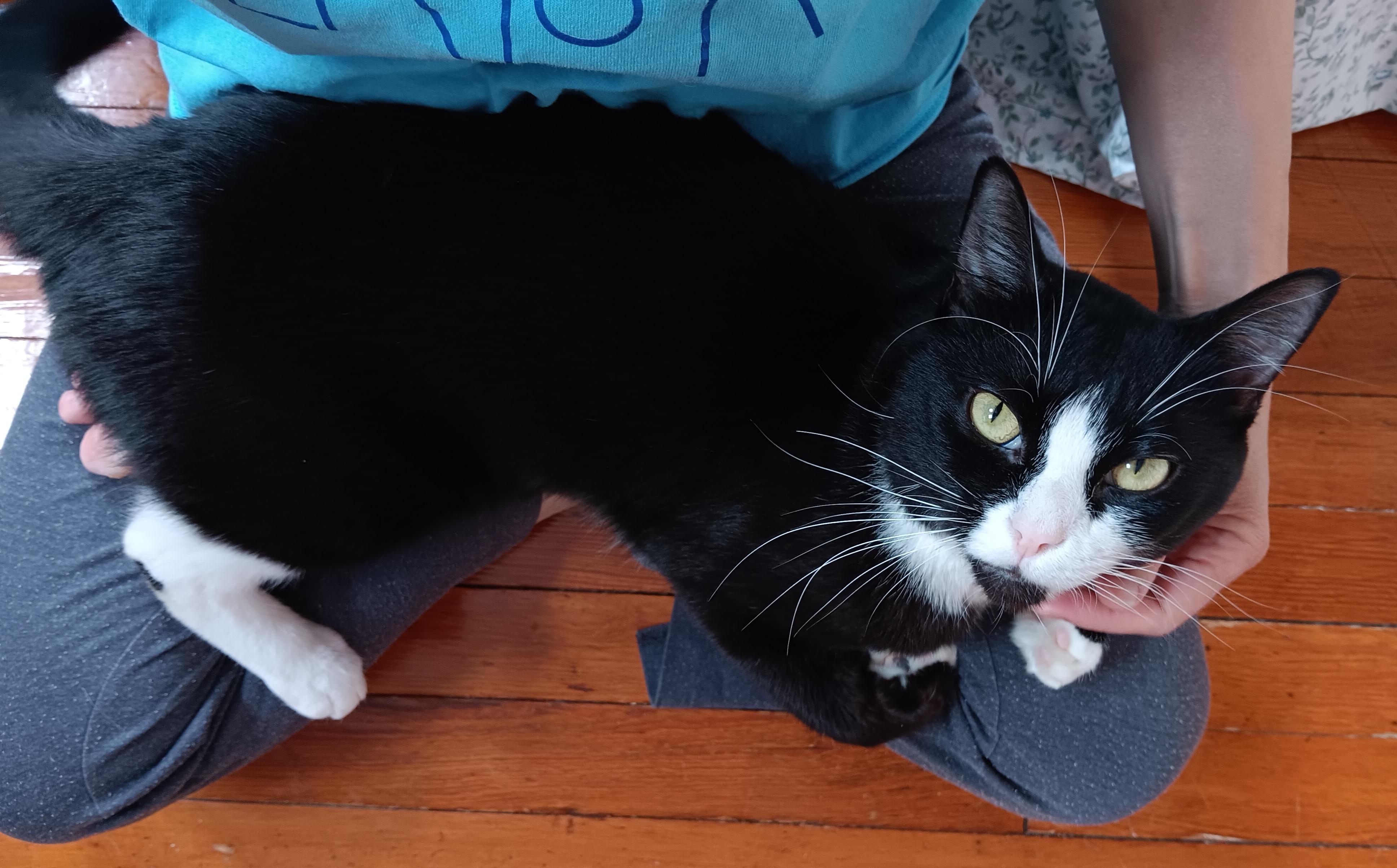 Enlarge Orion  *$14 adoption fee*, an adopted mixed breed in New York, NY image 6/6