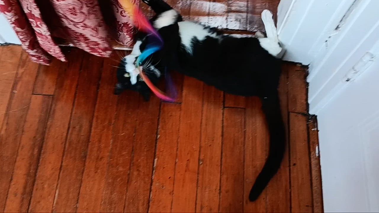 Enlarge Orion  *$100 adoption fee*, a Adoptable mixed breed in New York, NY video 5/6