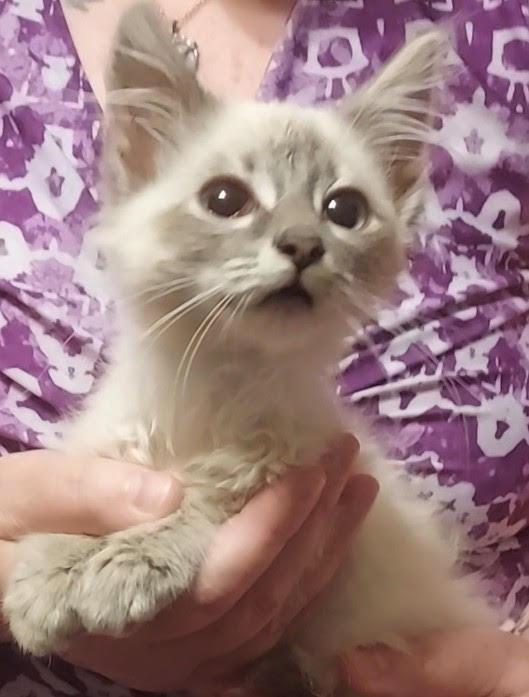 Hei Hei, Adopted, Young Male Domestic Medium Hair & Siamese.