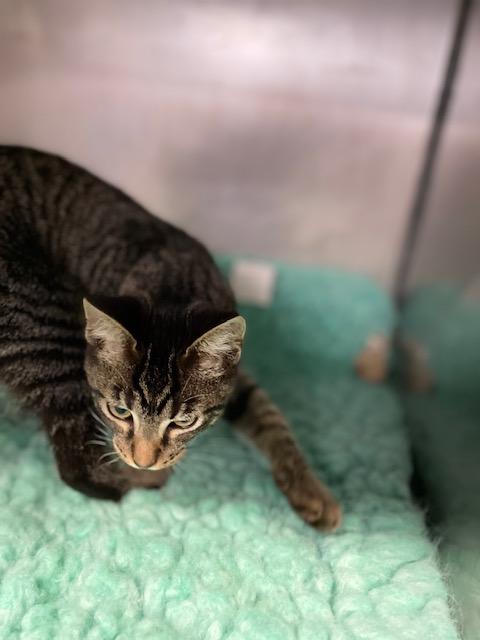 Enlarge Spruce, a Adoptable Domestic Short Hair in Lynn Haven, FL image 5/5