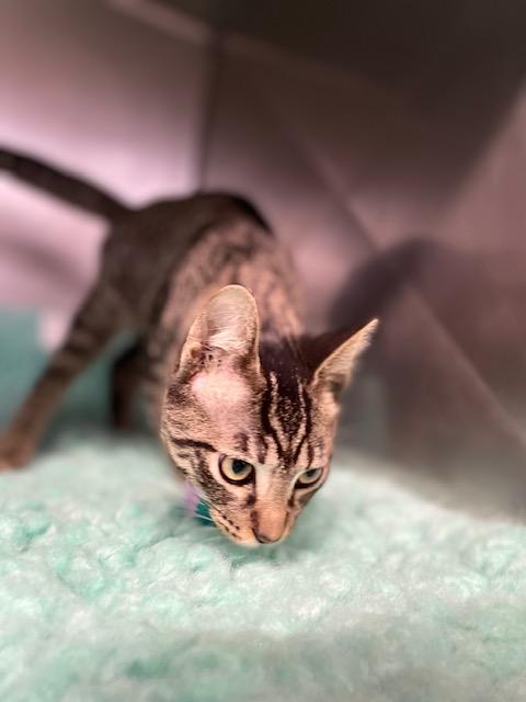 Enlarge Spruce, a Adoptable Domestic Short Hair in Lynn Haven, FL image 4/5