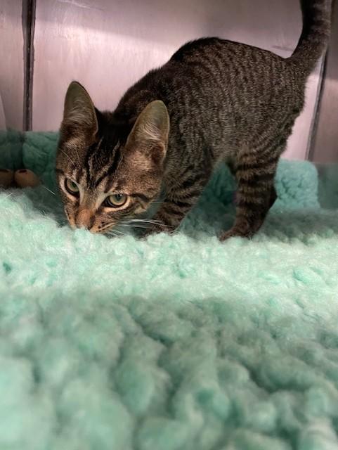 Enlarge Spruce, a Adoptable Domestic Short Hair in Lynn Haven, FL image 3/5