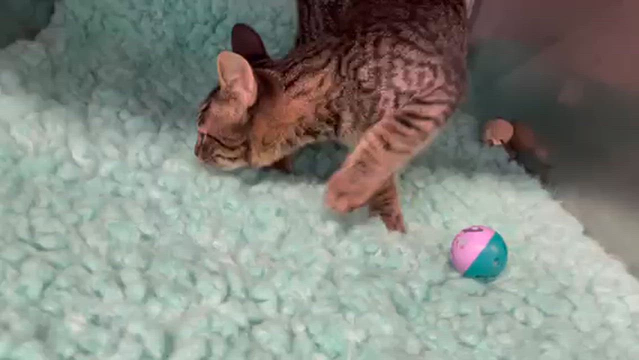 Enlarge Spruce, a Adoptable Domestic Short Hair in Lynn Haven, FL video 2/5