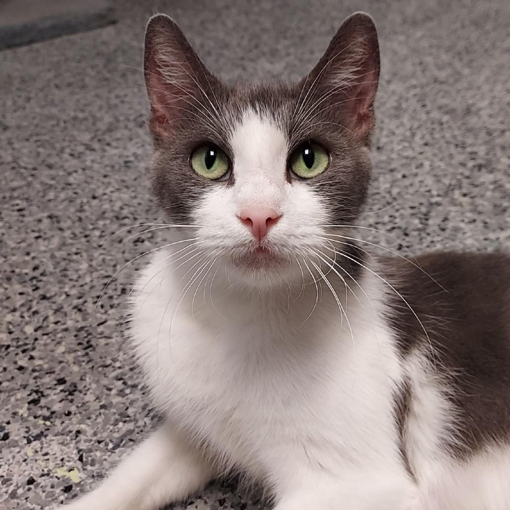 Irene, Adoptable, Adult Female Domestic Short Hair.