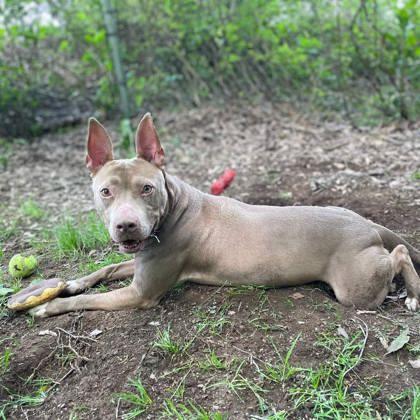 Enlarge Foxy, a Adoptable mixed breed in Spartanburg, SC image 2/3