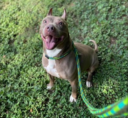 Enlarge Foxy, a Adoptable mixed breed in Spartanburg, SC image 3/3
