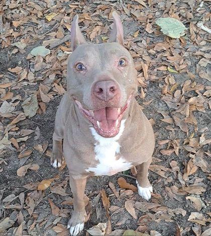 Enlarge Foxy, a Adoptable mixed breed in Spartanburg, SC image 3/3