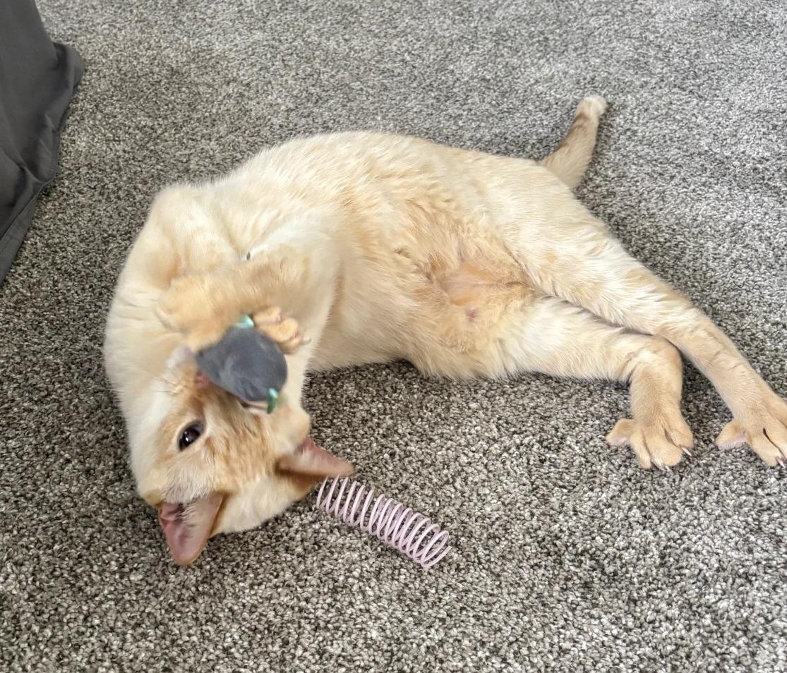 Enlarge Bubba, a ADOPTABLE Siamese in BLACK MOUNTAIN, NC image 5/6