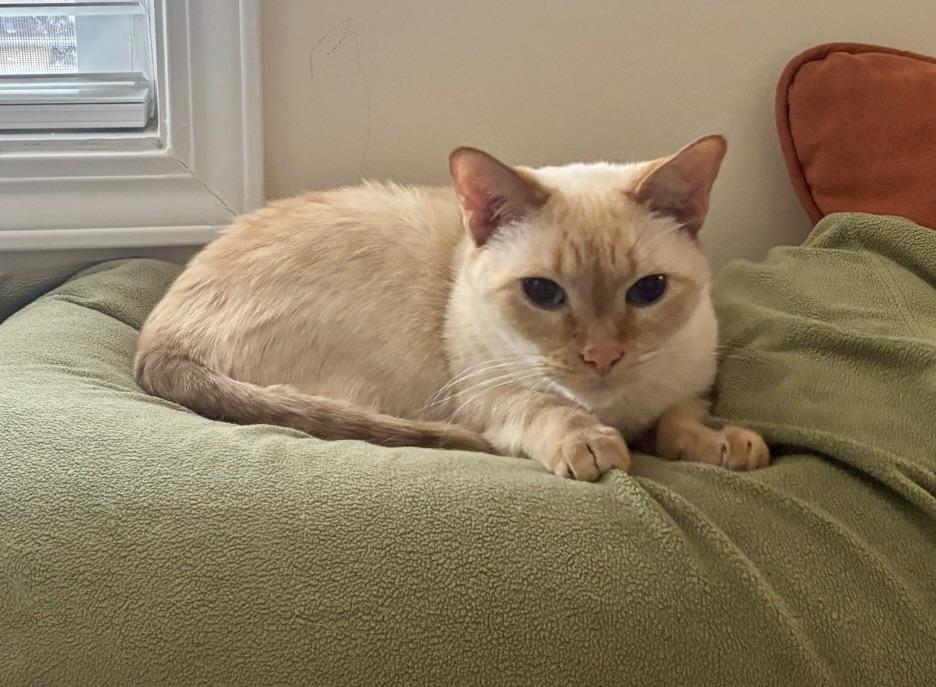 Bubba, ADOPTABLE, Adult Male Siamese.