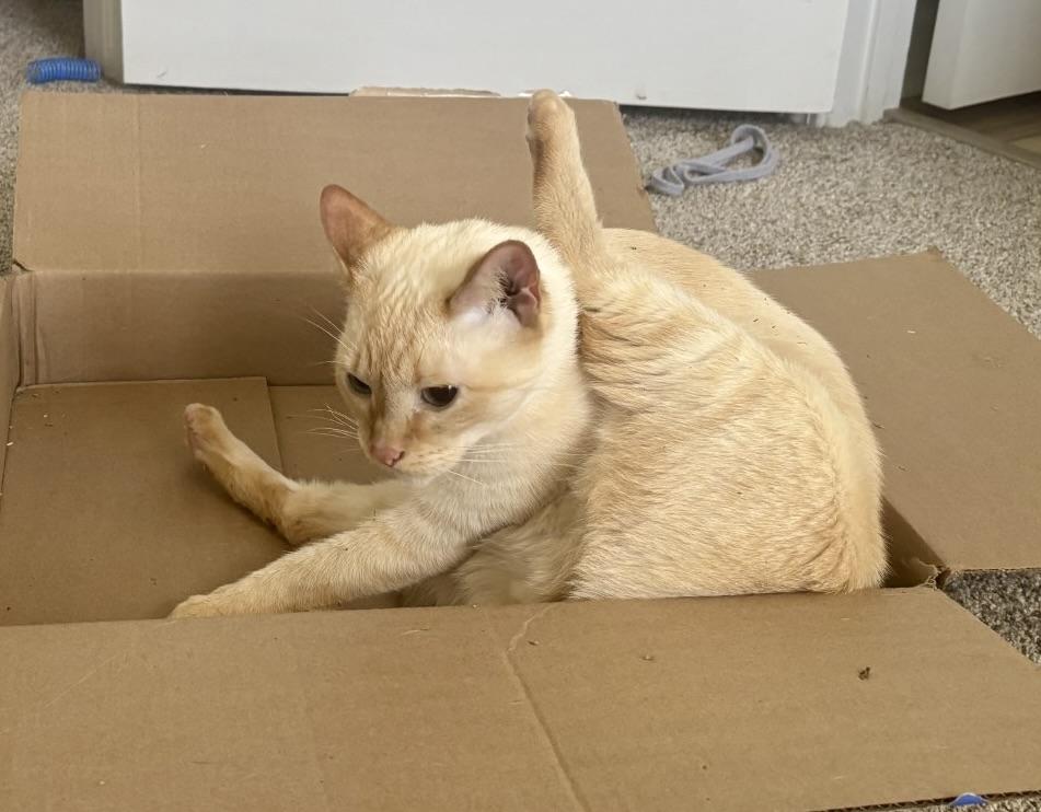 Enlarge Bubba, a ADOPTABLE Siamese in BLACK MOUNTAIN, NC image 3/6