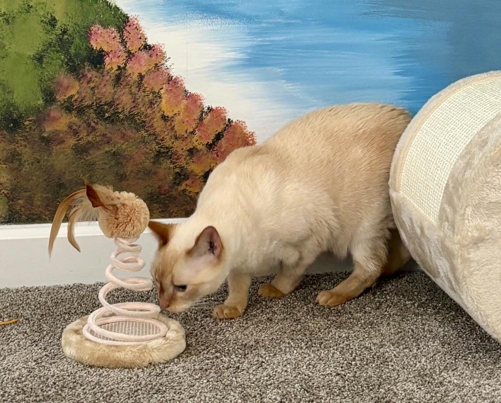 Enlarge Bubba, a ADOPTABLE Siamese in BLACK MOUNTAIN, NC image 6/6