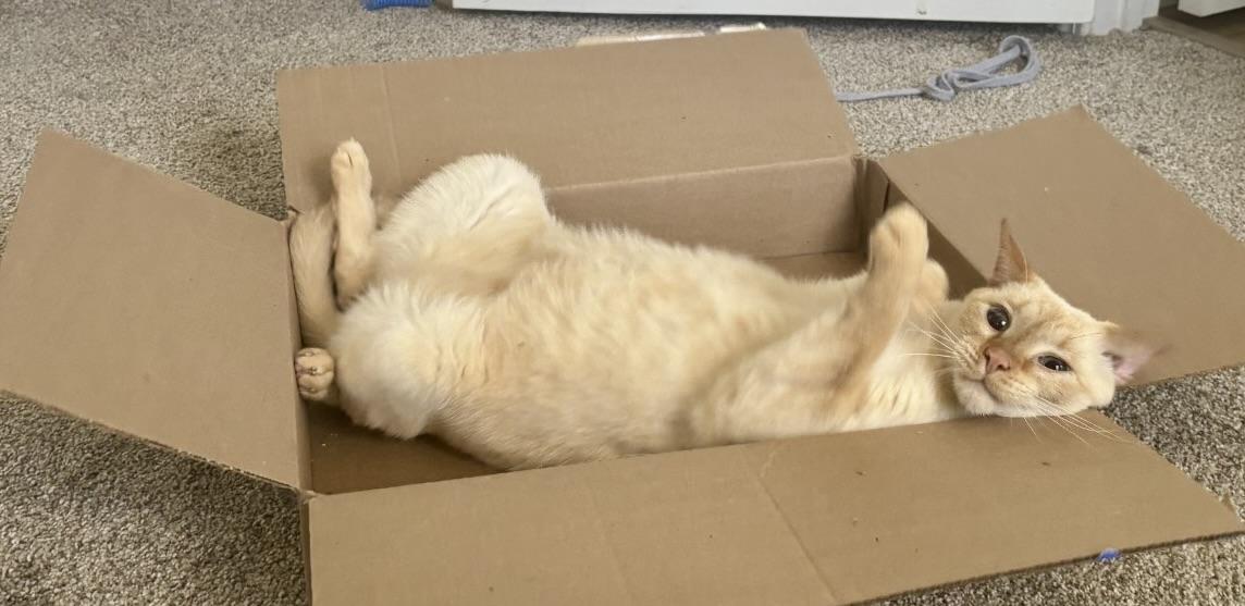 Enlarge Bubba, a ADOPTABLE Siamese in BLACK MOUNTAIN, NC image 2/6