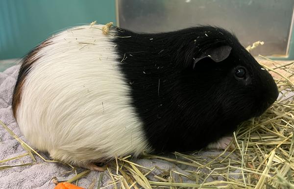 Milkshake, Adoptable, Adult Male Guinea Pig.
