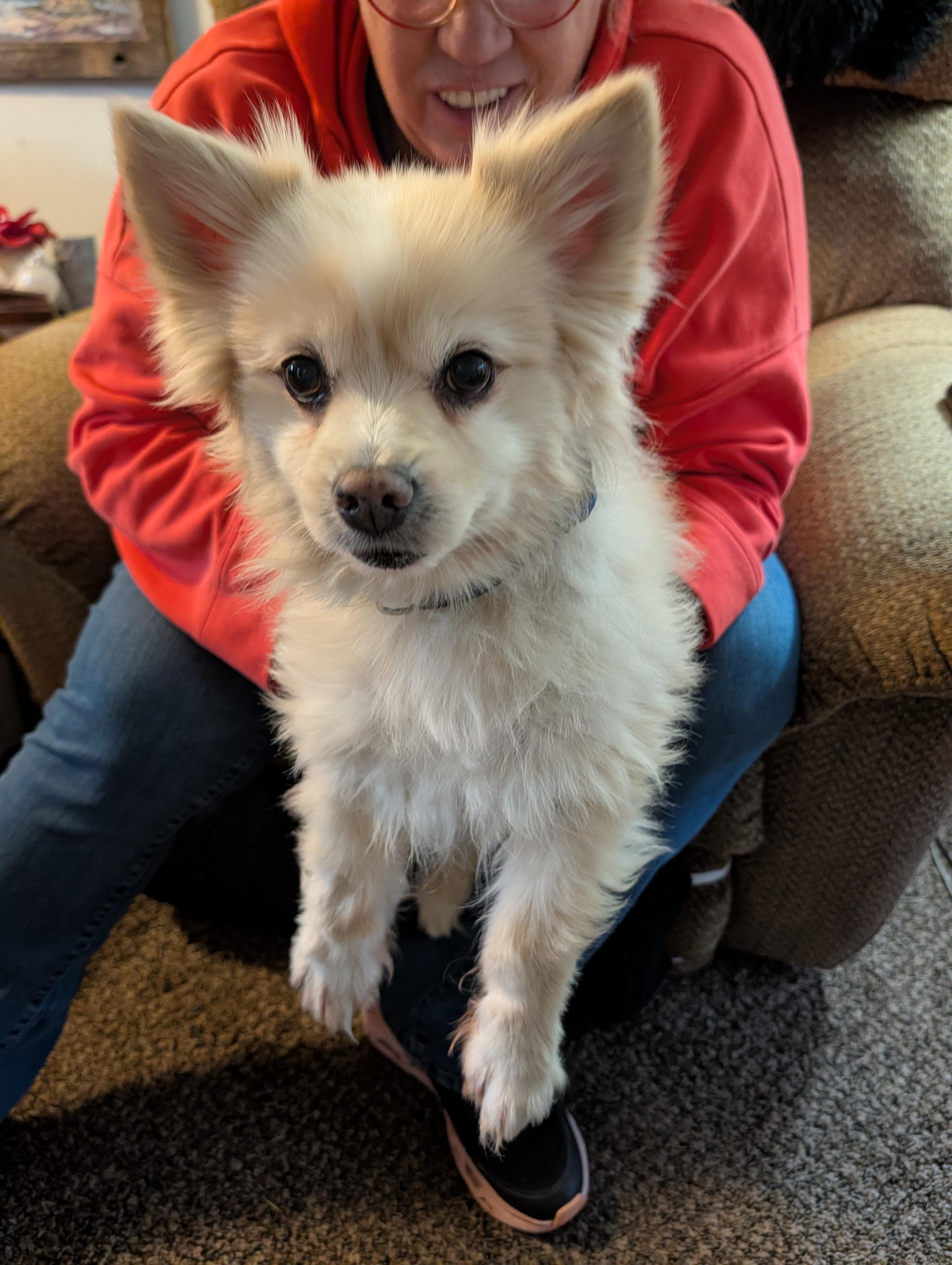 Enlarge Bandit and Chief, a Adoptable mixed breed in Butte, MT image 1/2