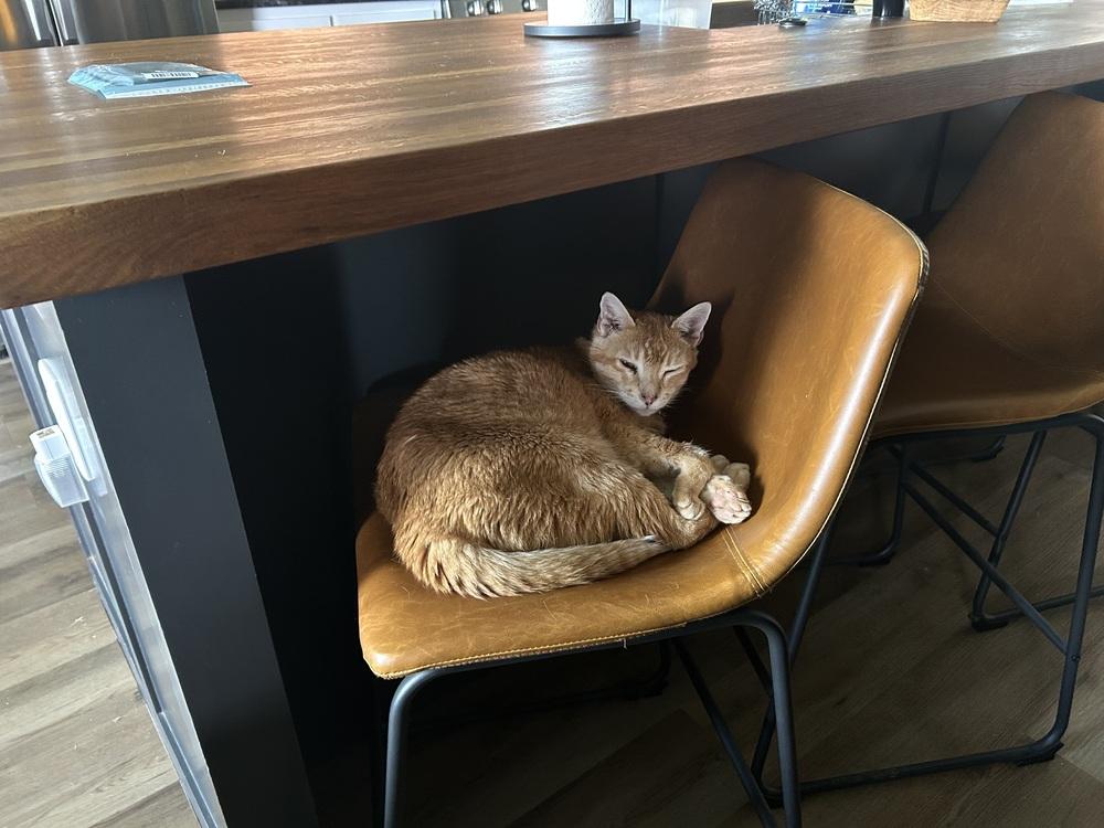 Pumpkin, Adoptable, Senior Male Domestic Short Hair.