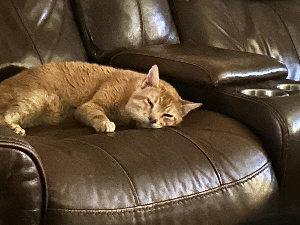Pumpkin, a Adoptable mixed breed in Blanchard, OK image 2/6