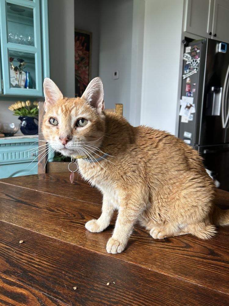 Pumpkin, a Adoptable mixed breed in Blanchard, OK image 4/6