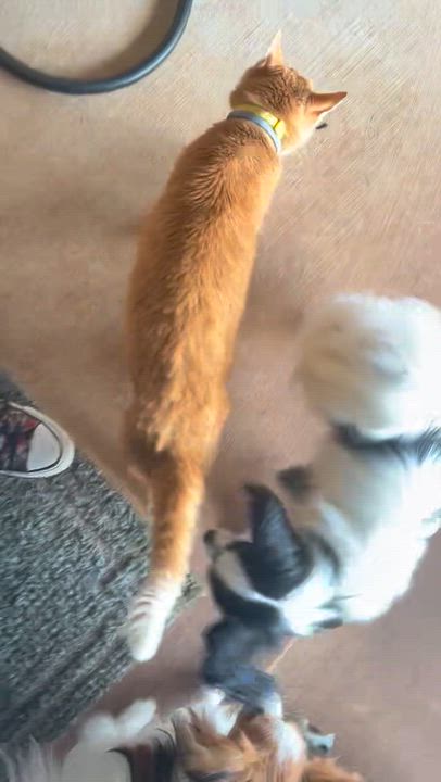 Enlarge Pumpkin, a Adoptable mixed breed in Blanchard, OK video 5/6