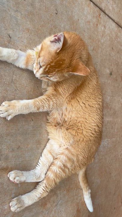 Enlarge Pumpkin, a Adoptable mixed breed in Blanchard, OK video 6/6