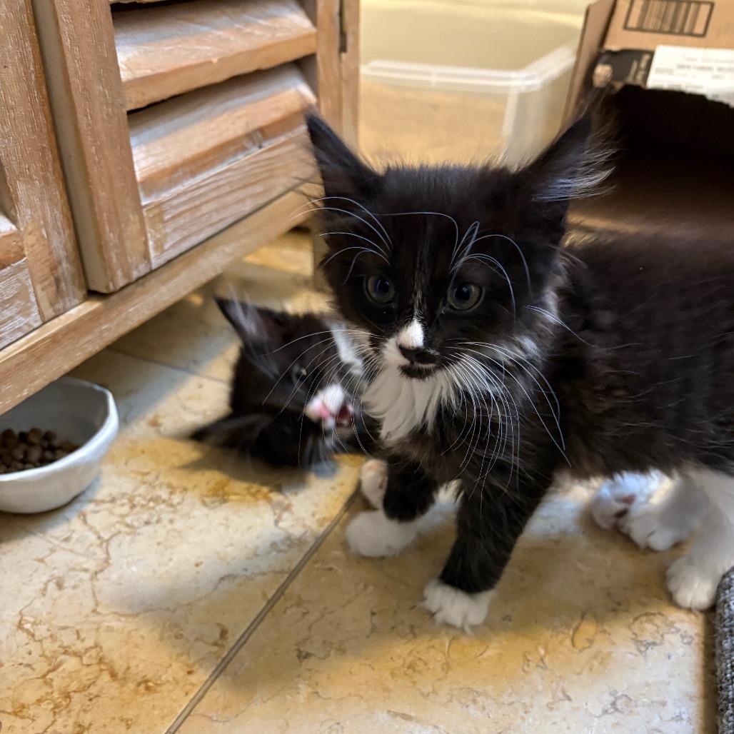 Selkie, Adoptable, Kitten Female Domestic Short Hair.